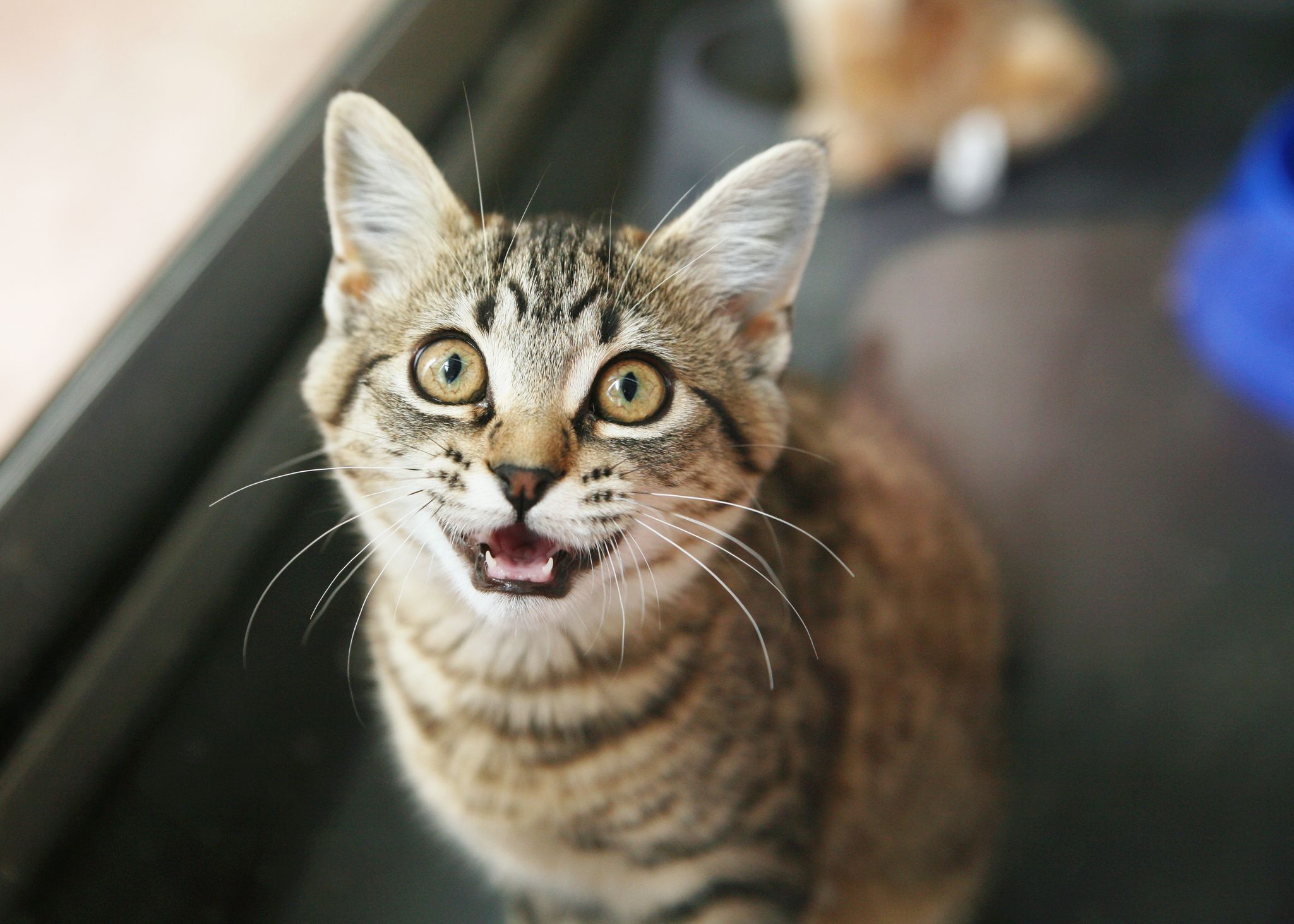 Do Cats Know Their Names? Scientists Went to a Cat Cafe to Find Out - Newsweek