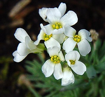 Vania From Multiple Nurseries On Plant Lust