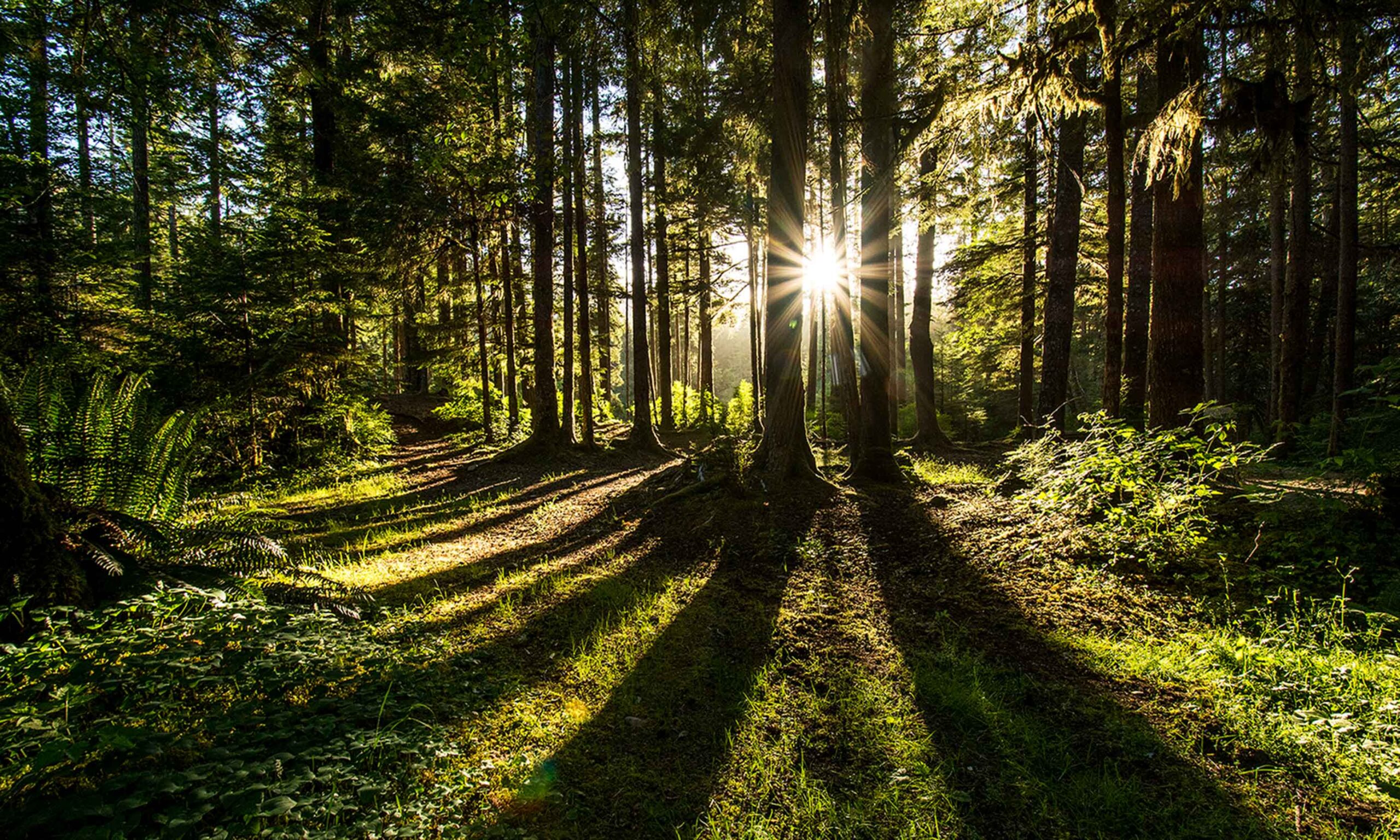 Nature
