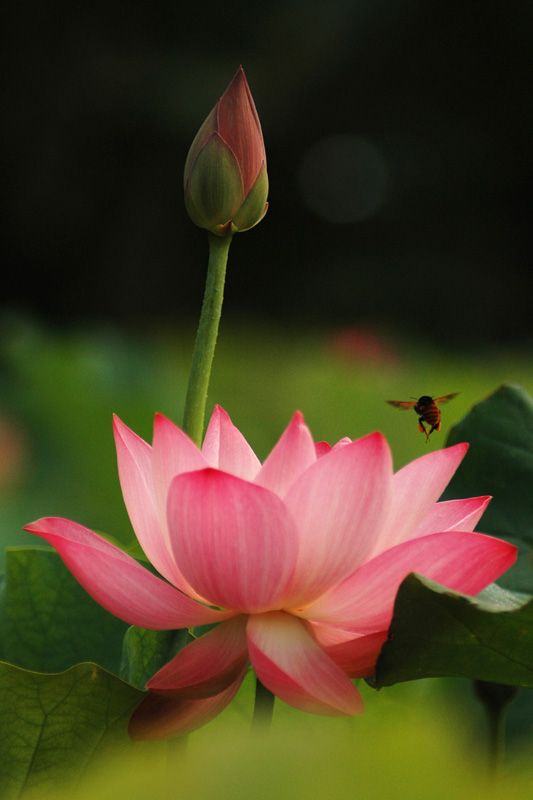 Tong Hop Hinh Anh Hoa Sen Dep Nhat 399 Hinh Anh Hoa Sen Dep Nhat Images