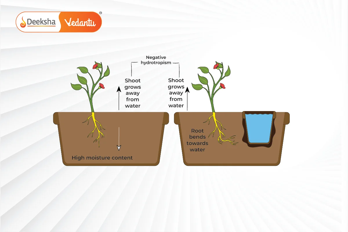 Coordination In Plants - Tropic And Nastic Movements Explained | Class 10 Science