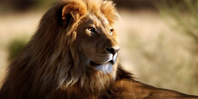 Fascinating places to observe wild animals | DinoAnimals.com