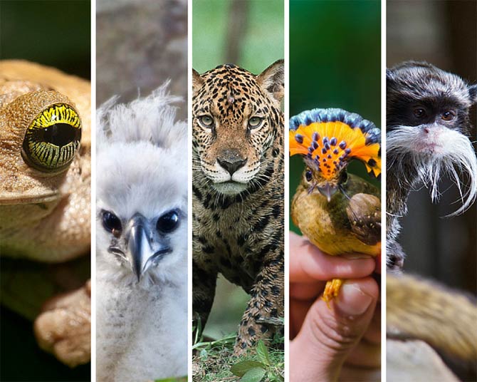 Fascinating places to observe wild animals | DinoAnimals.com