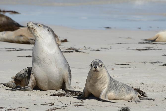 Fascinating places to observe wild animals | DinoAnimals.com