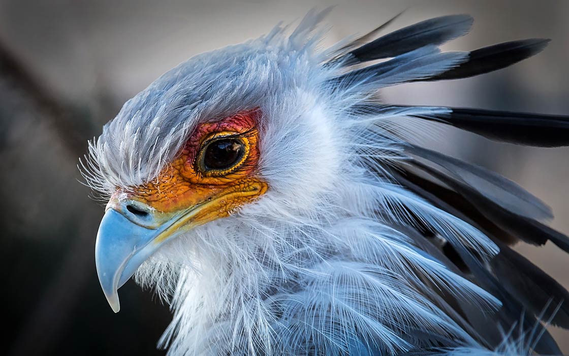 Secretary Bird And Lion
