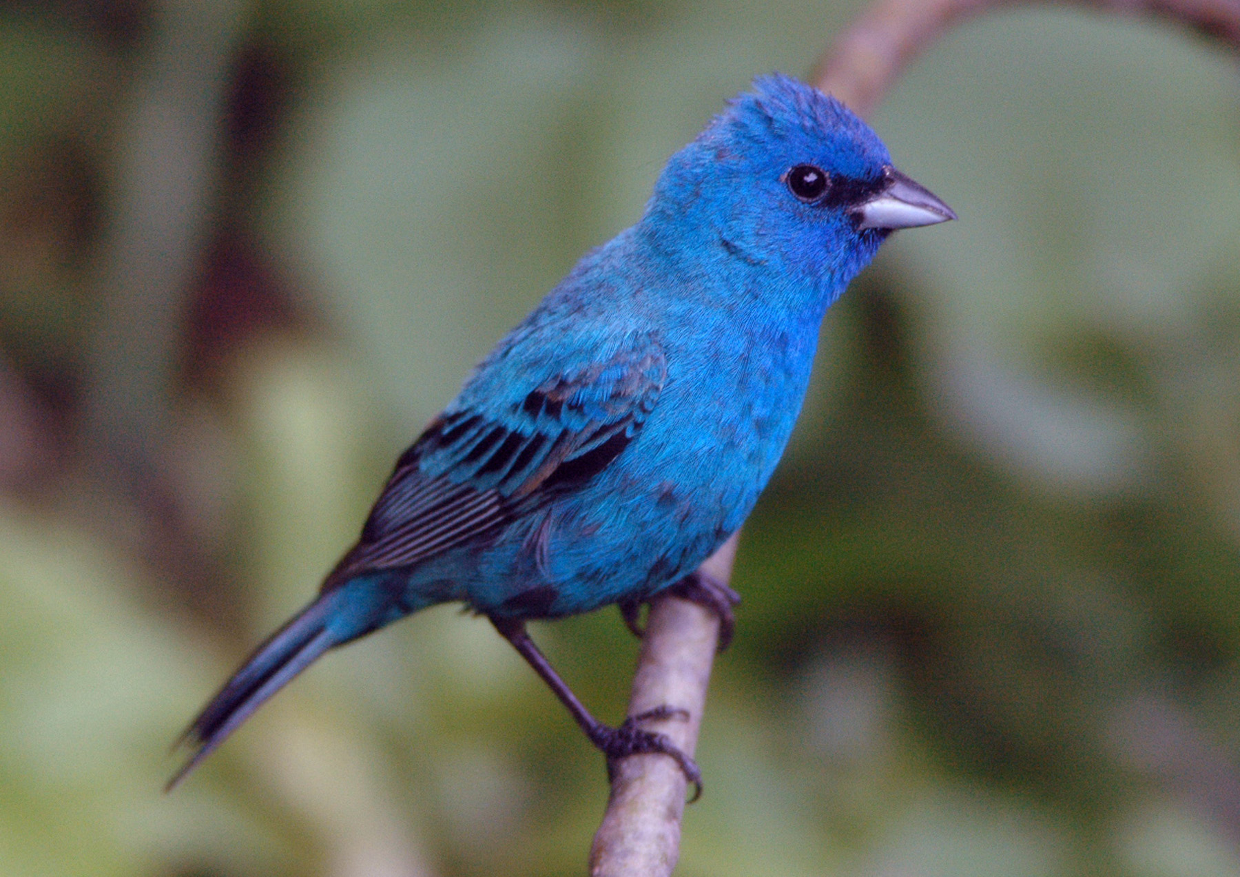 Indigo Bunting Male