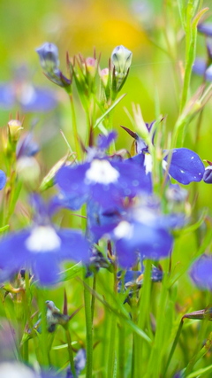 Nature 191 Wallpaper - Download to your mobile from PHONEKY
