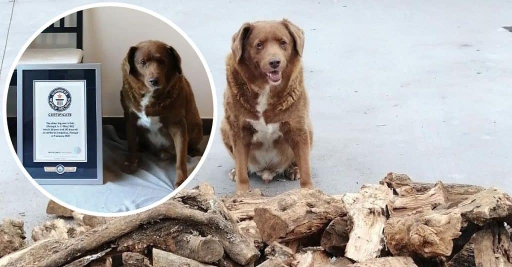 Bobi, The World&#39;s Oldest Dog Ever, Dies Aged 31 | DoYouRemember?