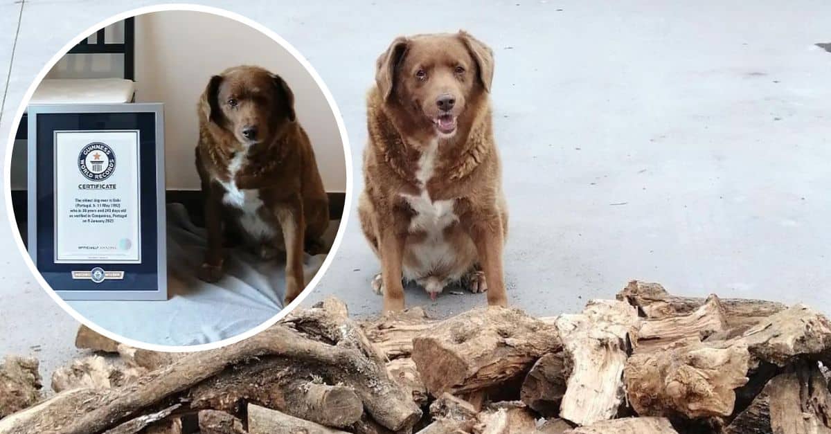 Bobi, The World&#39;s Oldest Dog Ever, Dies Aged 31 | DoYouRemember?