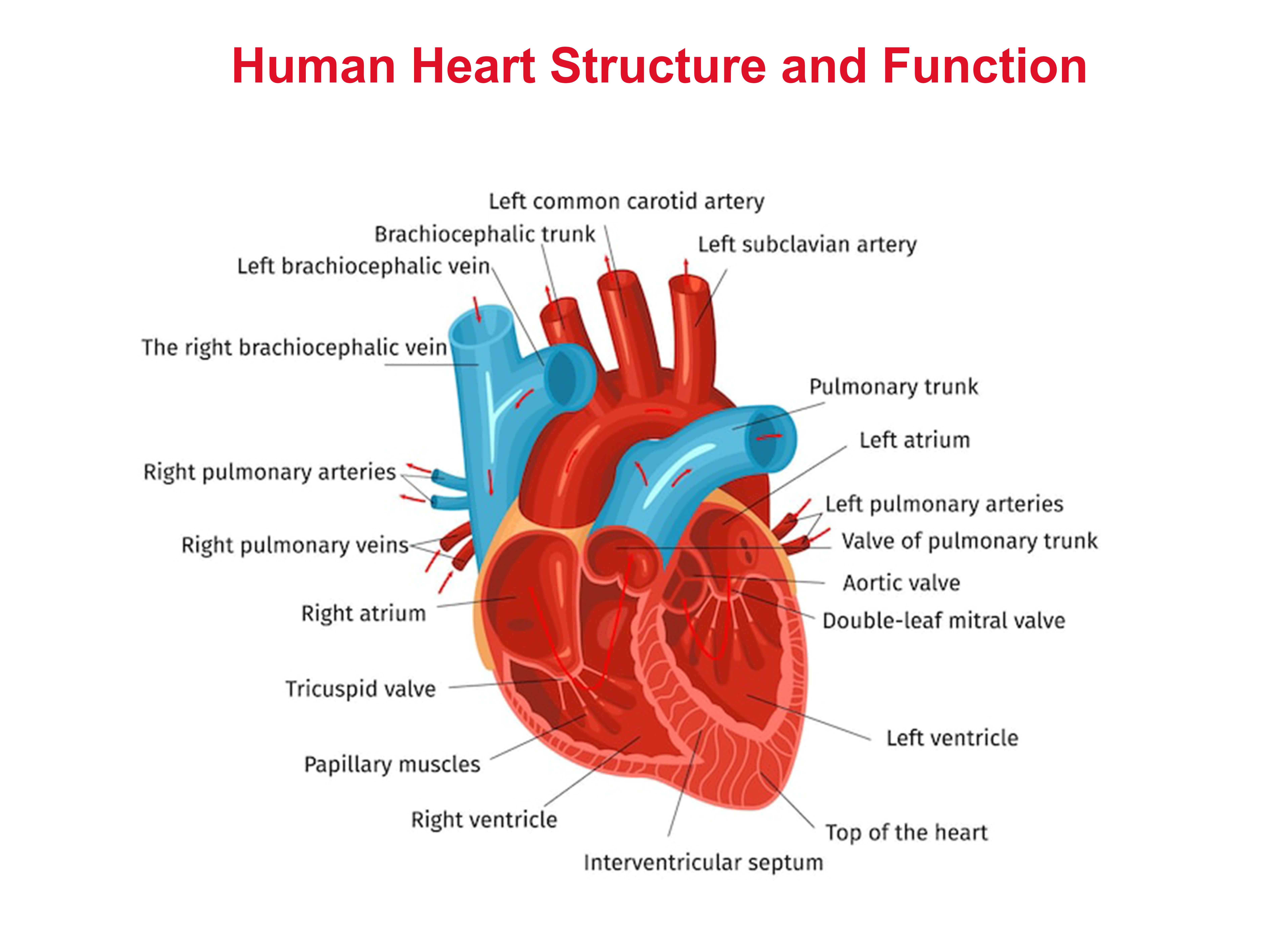 How The Heart And Circulatory System Works | Dr Raghu