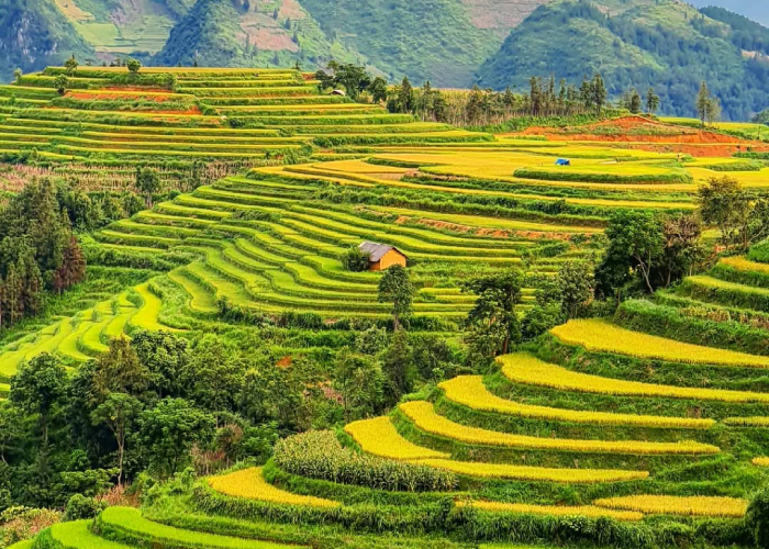 Cẩm Nang Du Lịch Lào Cai: Khám Phá Vẻ đẹp Miền Sơn Cước