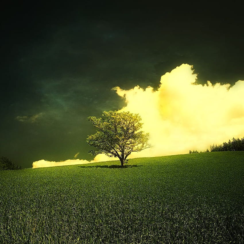 Abstract Nature. Random HD phone wallpaper | Pxfuel