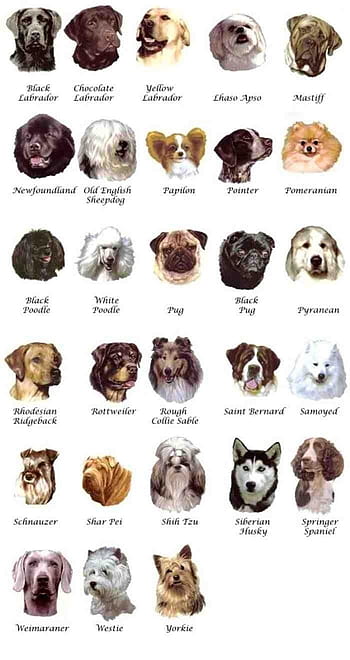 Diffe Types Of Dog Breeds With Pictures And Names - Infoupdate.org