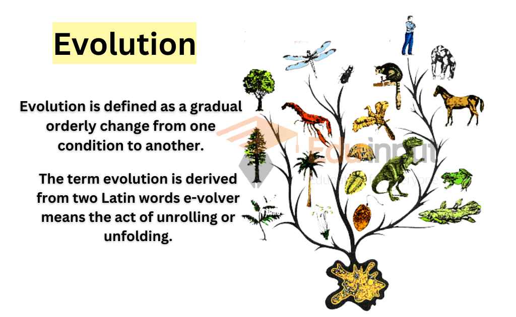 Evolution And Origin Of Life