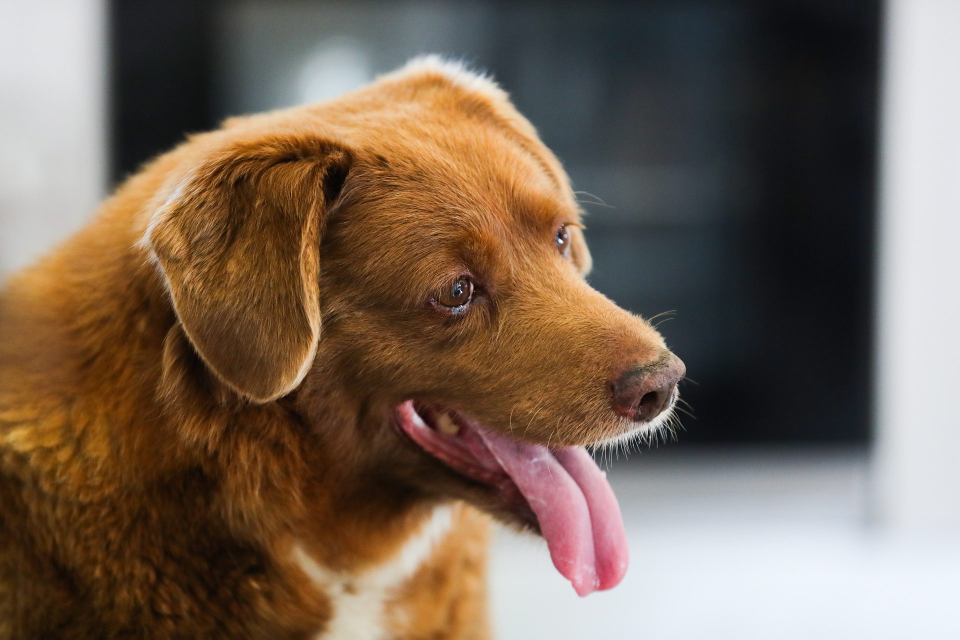 La Organización Guinness World Records Retira El Título Del Perro Más Viejo Del Mundo Al Mastín...