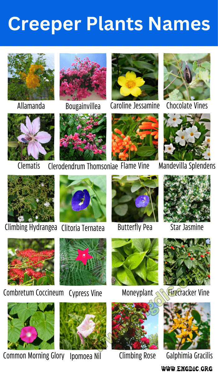 28 Creeper Plants Names With Pictures & Facts - EngDic