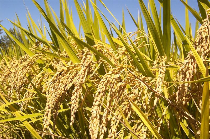 Super Solutions On Rice - Features - Al-Ahram Weekly - Ahram Online