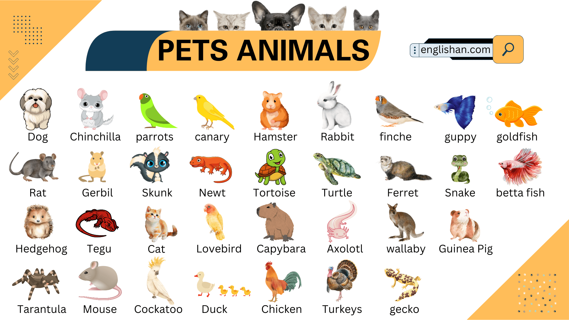 Pet Animals Names In English With Pictures And List • Englishan