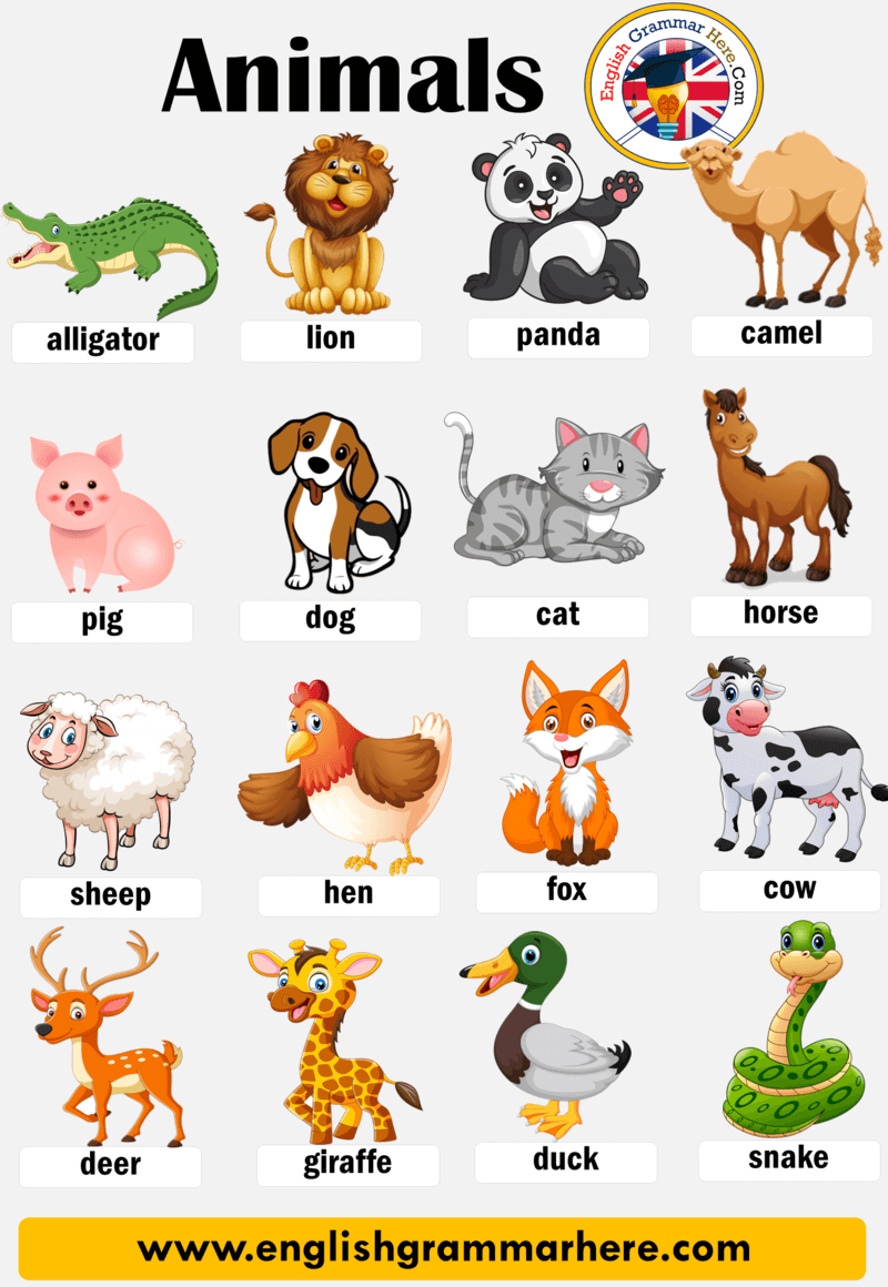 Animal Names, List And Type Of Animals - English Grammar Here