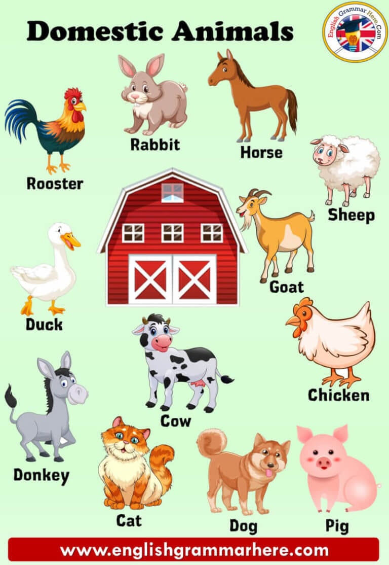 Domestic Animals Names, Definition And Examples - English Grammar Here