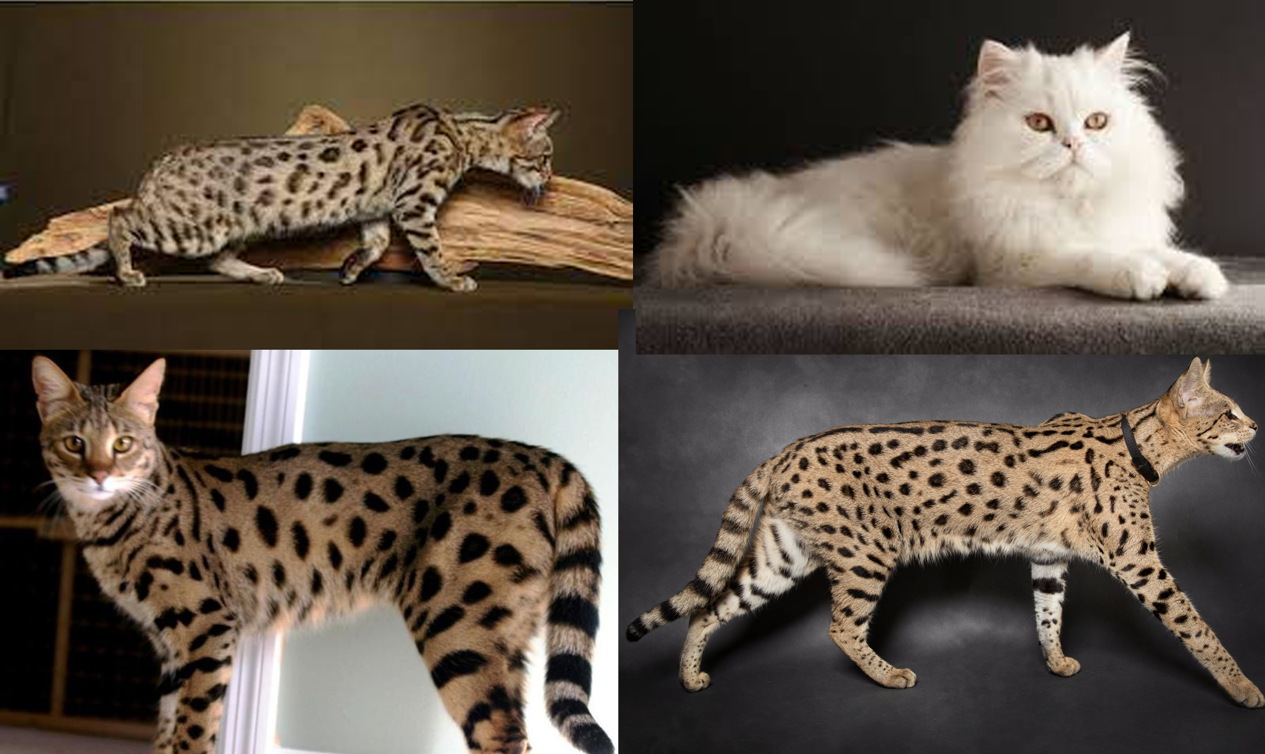 Kucing Paling Mahal Di Dunia