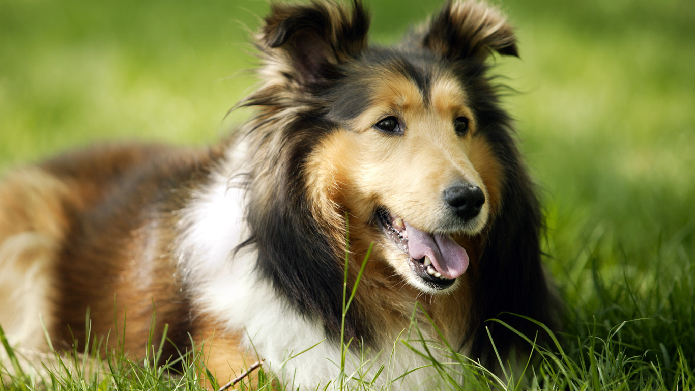Dogs Wallpaper | 1366x768 | #36571