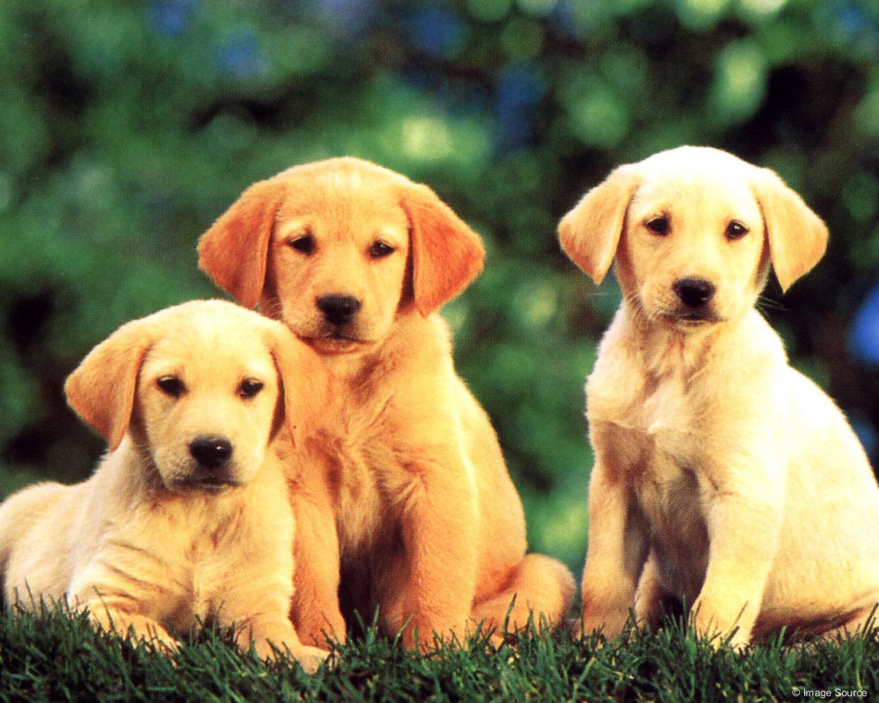 Dogs Wallpaper | 1280x1024 | #36579