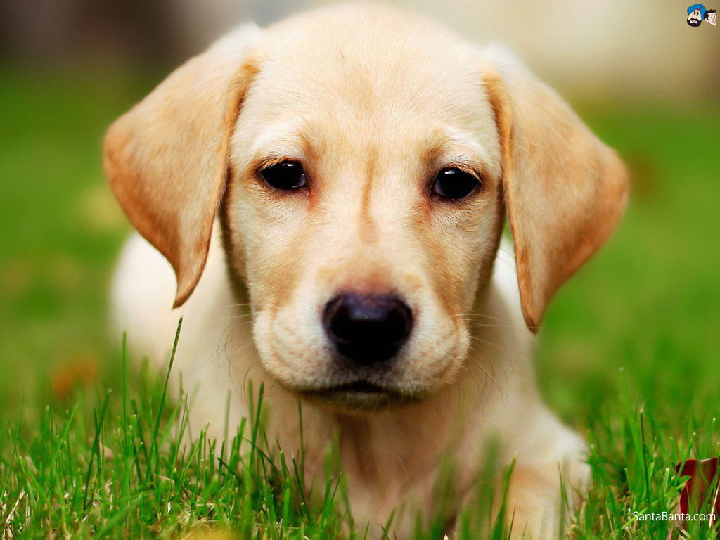 Dogs Wallpaper | 1024x768 | #36566