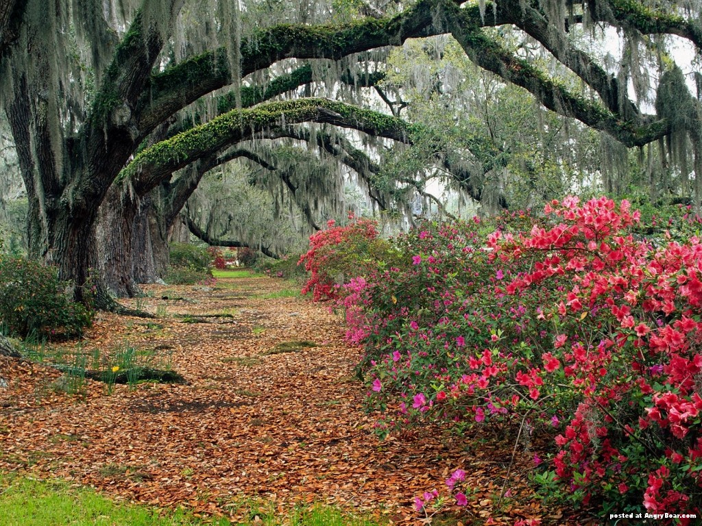 Fascinating Pictures Wallpaper | 1024x768 | #53278
