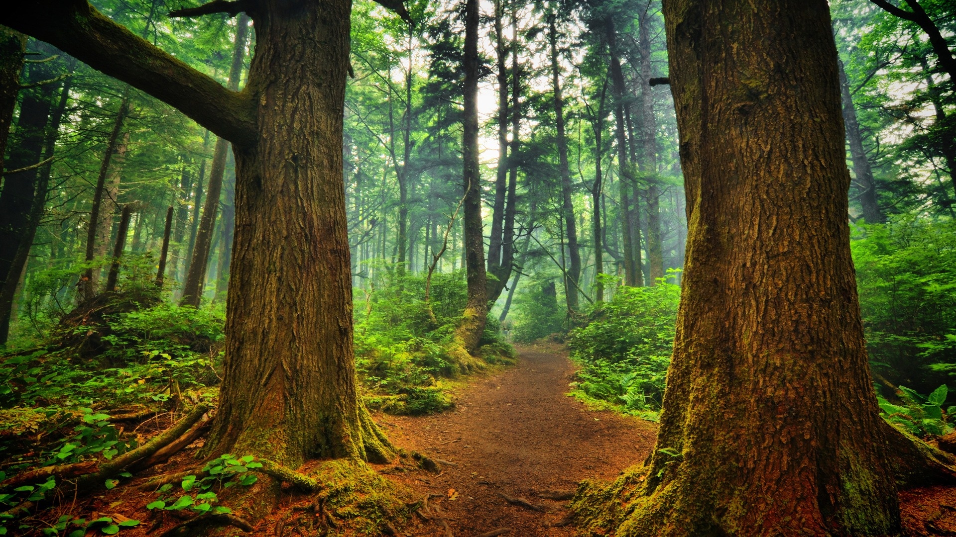 Forest wallpaper | 1920x1080 | #55182