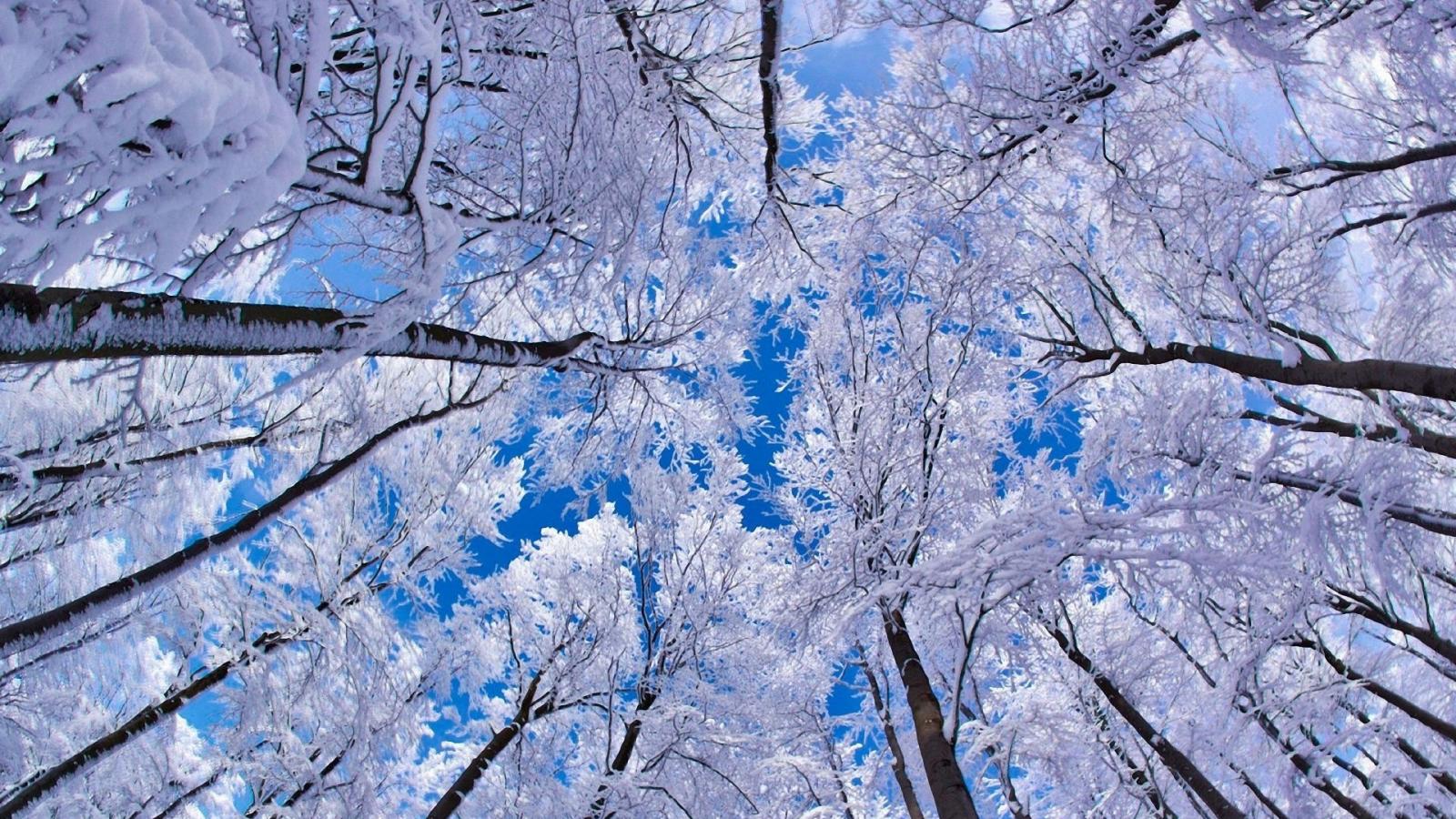Snowy Trees Wallpaper | 1600x900 | #5414