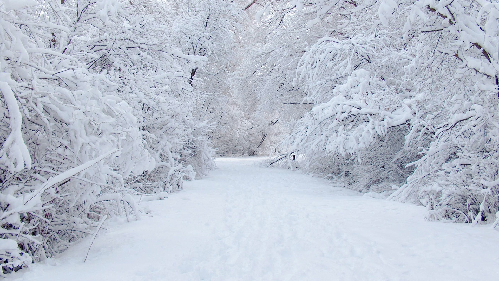Snowy Wallpaper | 1920x1080 | #5415