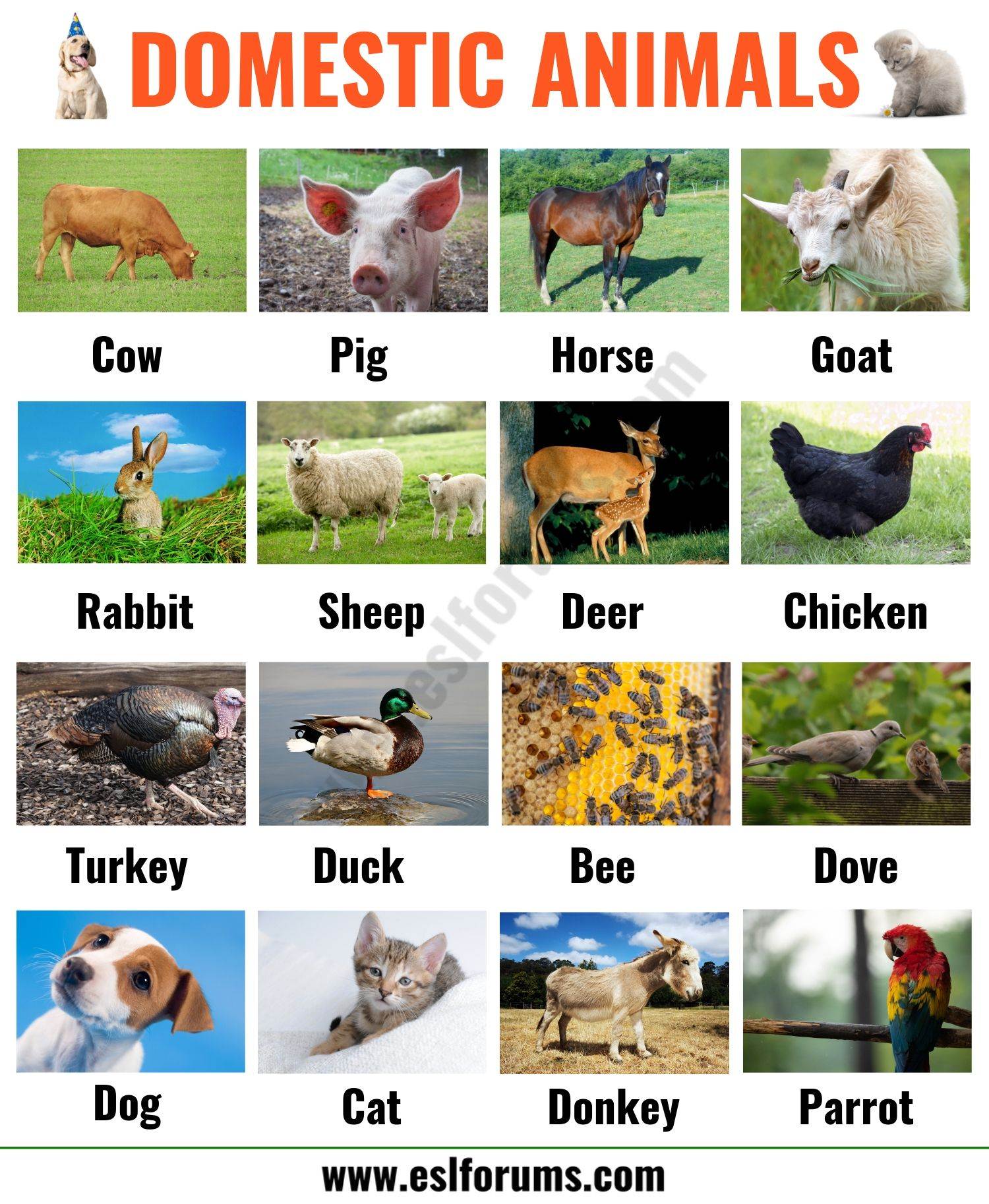 Domestic Animals With Names And Pictures At Bill Henley Blog