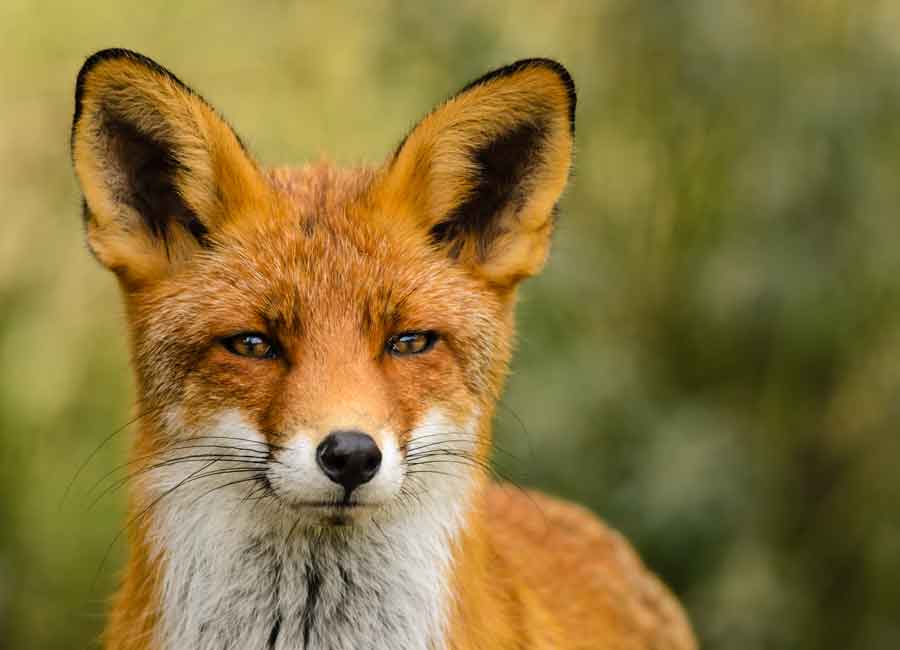 This Dublin Fox Has Become The Internet&#39;s New Hero