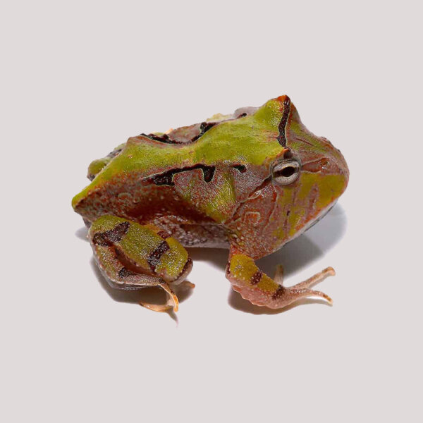 Green Suriname Horned Frog For Sale - Exotic Reptiles Store