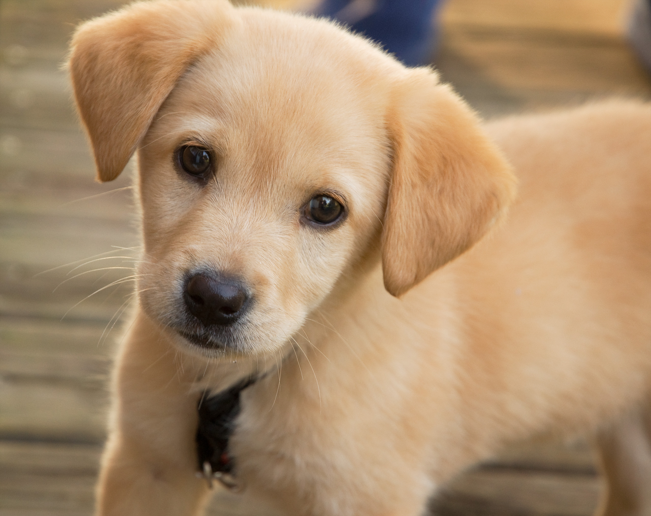 New Puppy 101 – 5 Tips To Socializing Your New Family Member @ Clear The Air