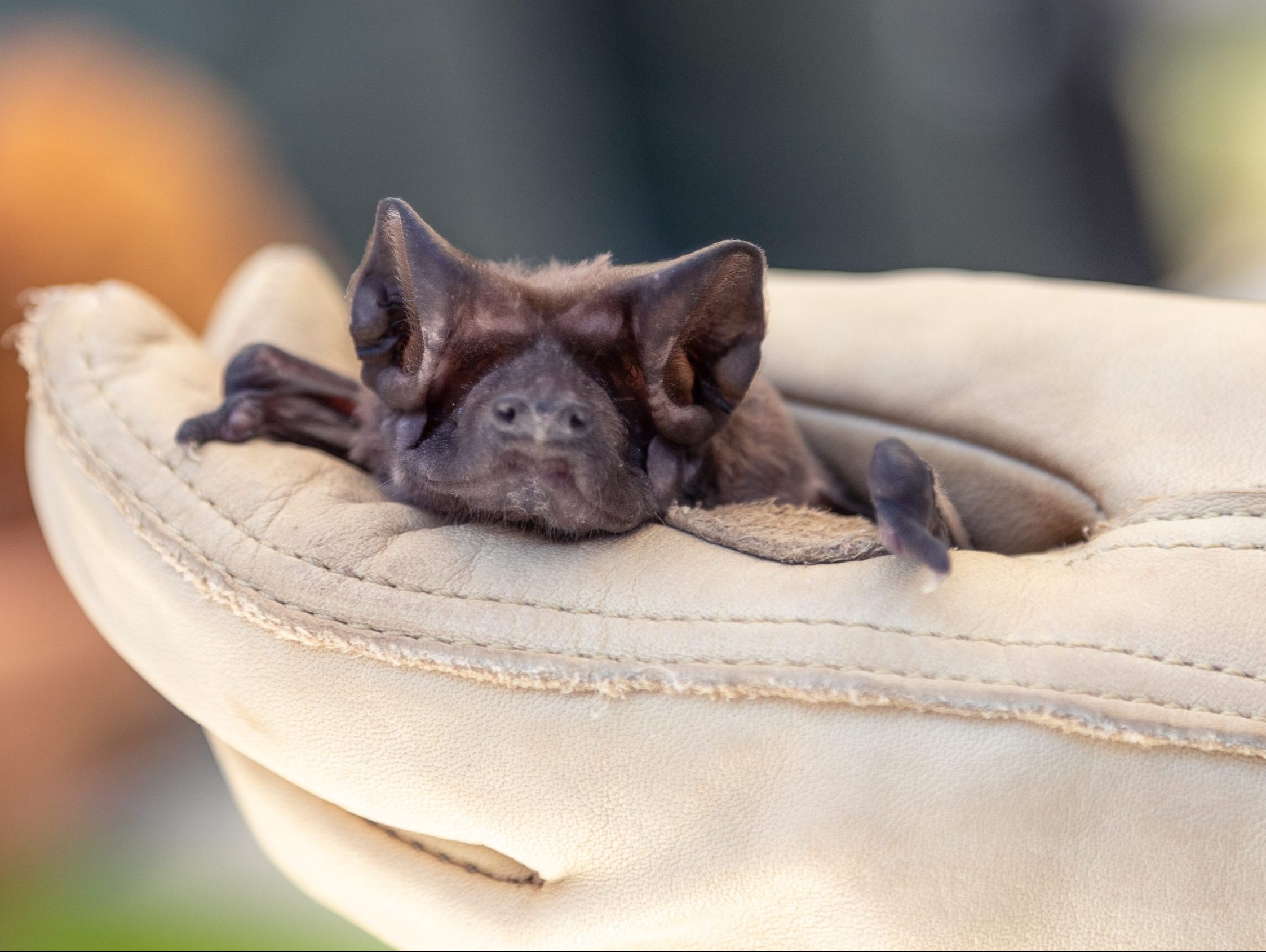 Save America&#39;s Rarest Bat| The Florida Bonneted Bat