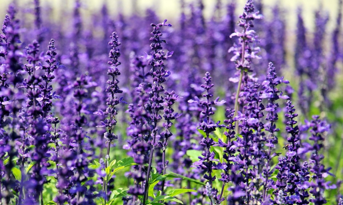 Dr. Lavender&#39;s Guide To Growing Lavender| Flower Magazine