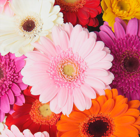 Flower Delivery Bradenton 🌻 Jun 2025