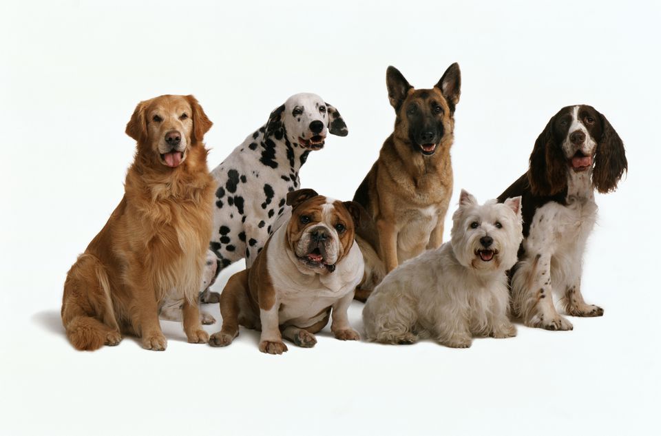 How to Choose the Right Dog for You