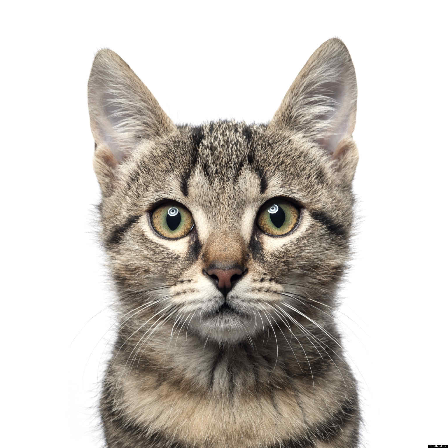 Cat Image, Best cat photo, 1536x1536, #2107