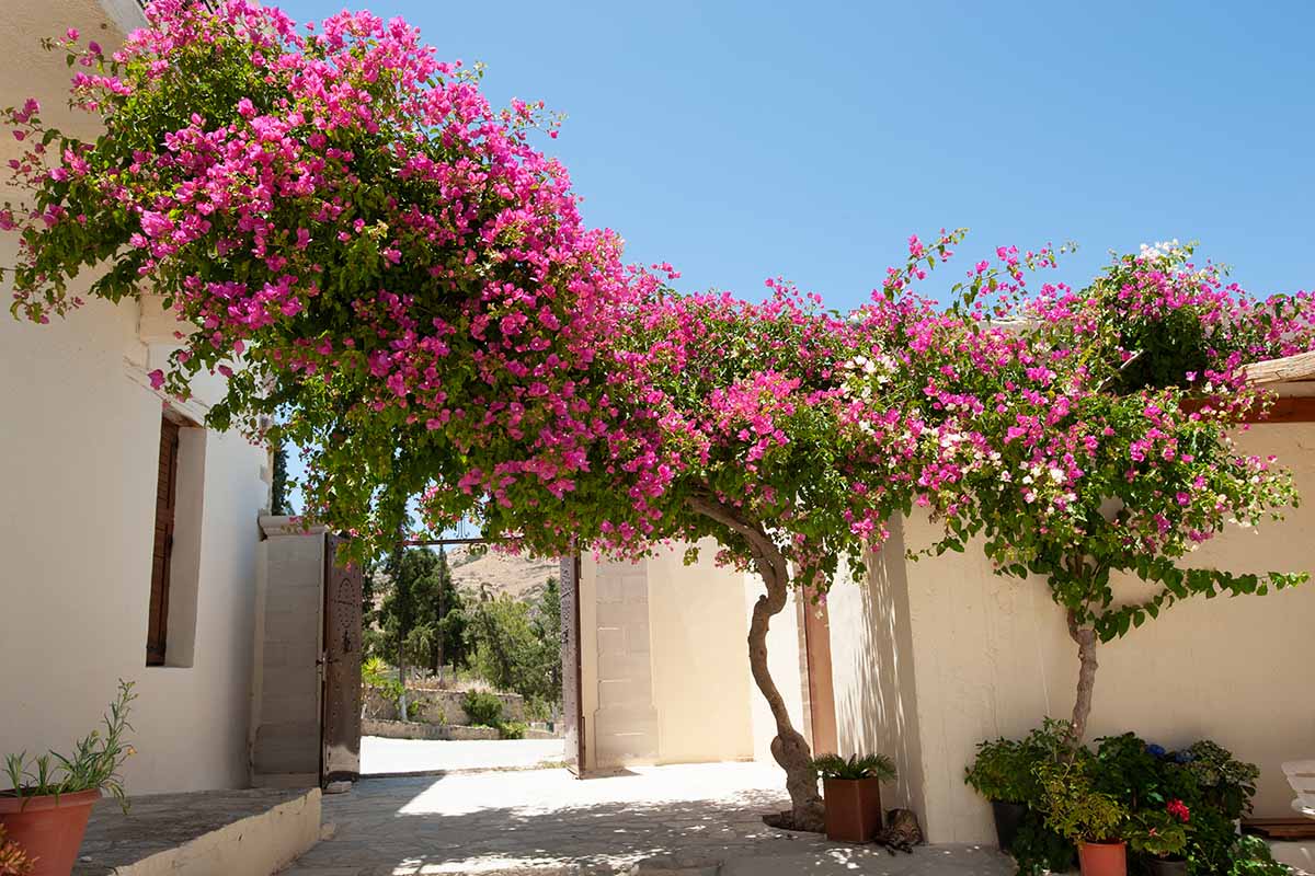 How Long Do Cut Bougainvillea Flowers Last At Christopher Wade Blog
