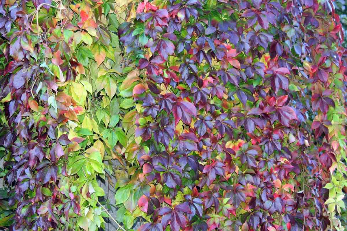 Creeper Plants Care and Growing - A Full Guide | Gardening Tips
