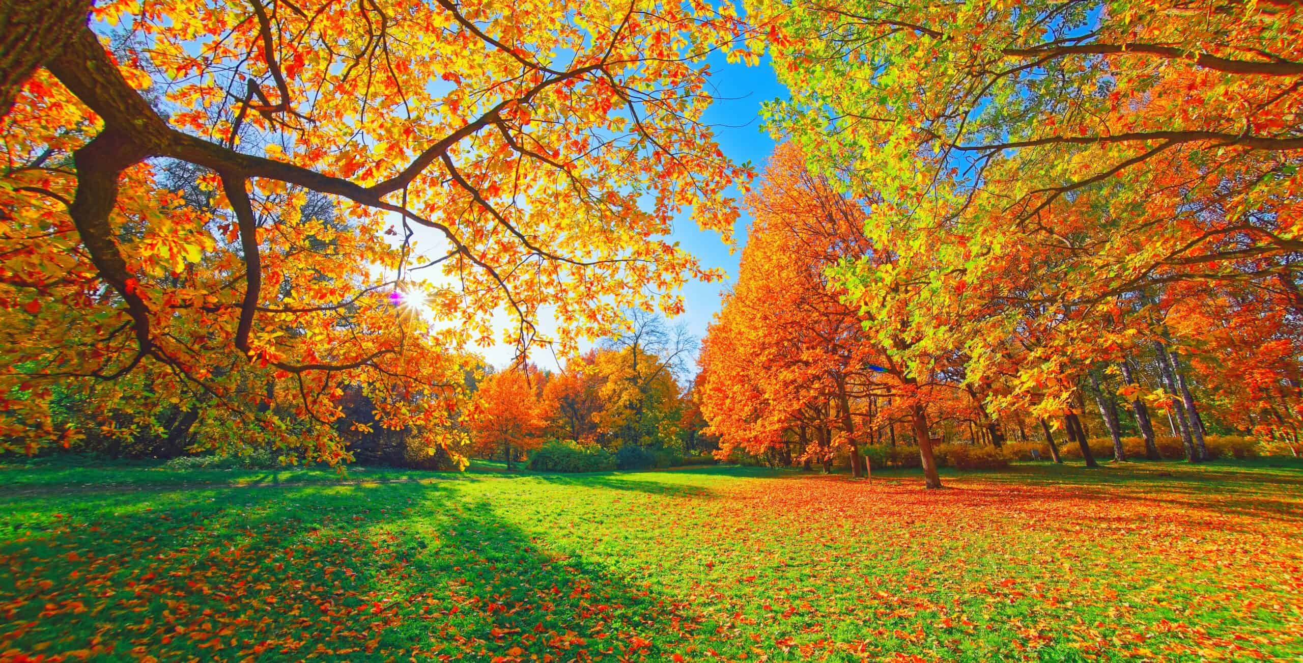 Protecting Yourself from Fall Season Slip & Falls | Gemma Law