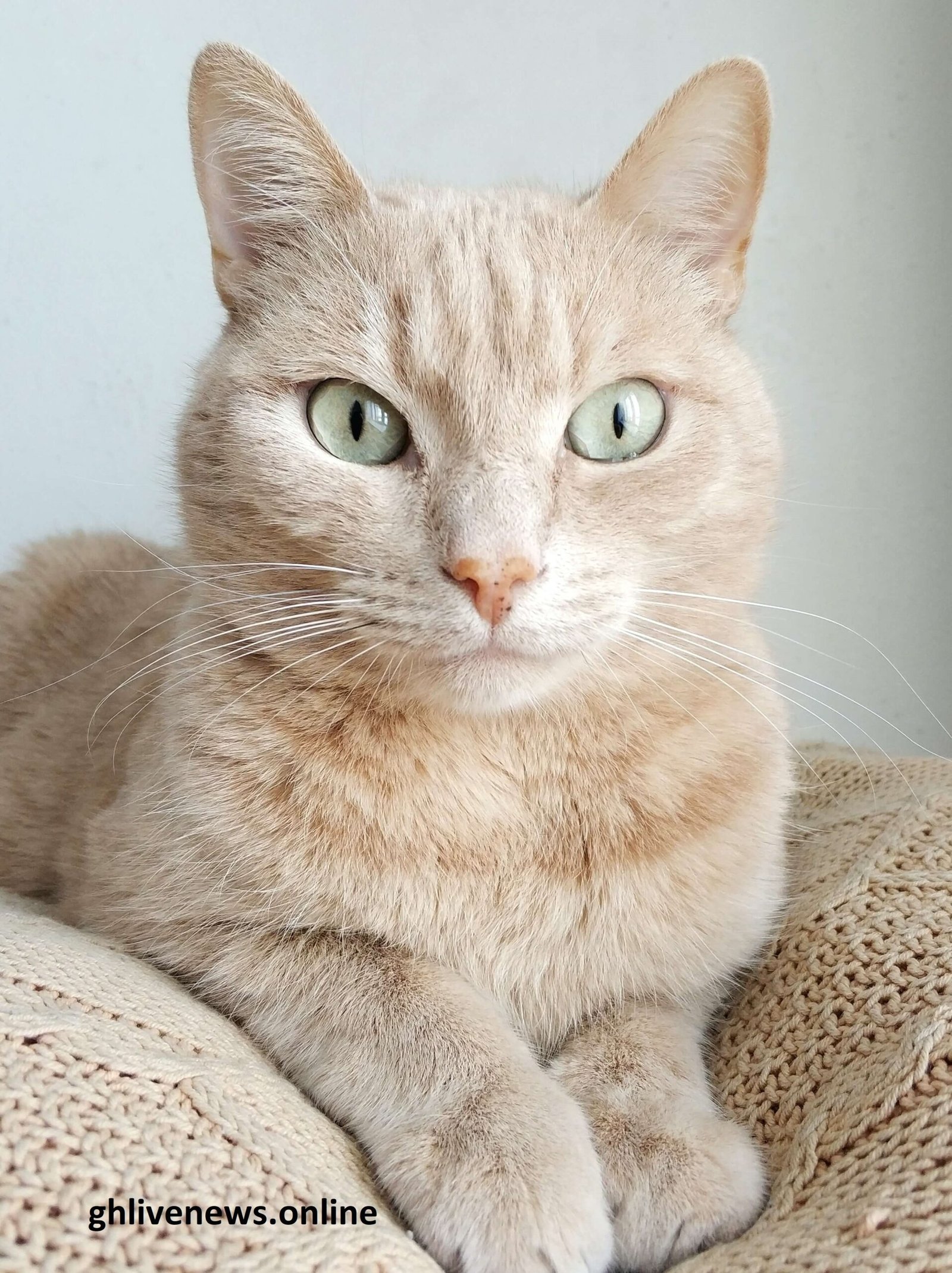 Common cat health issues and symptoms - Gh Live