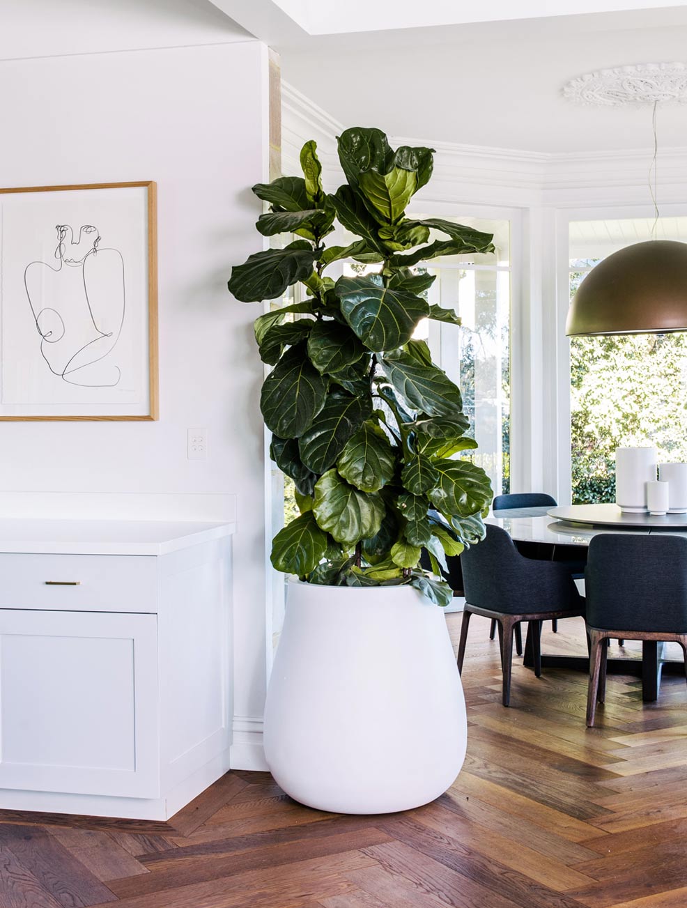 The 3 Best Indoor Plants - Harrisons Landscape