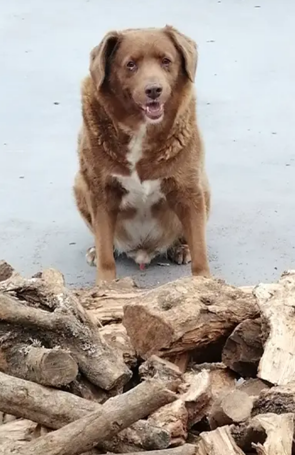 Bobi’s birthday: World’s oldest dog turns 31, celebrates with big dance party - National ...
