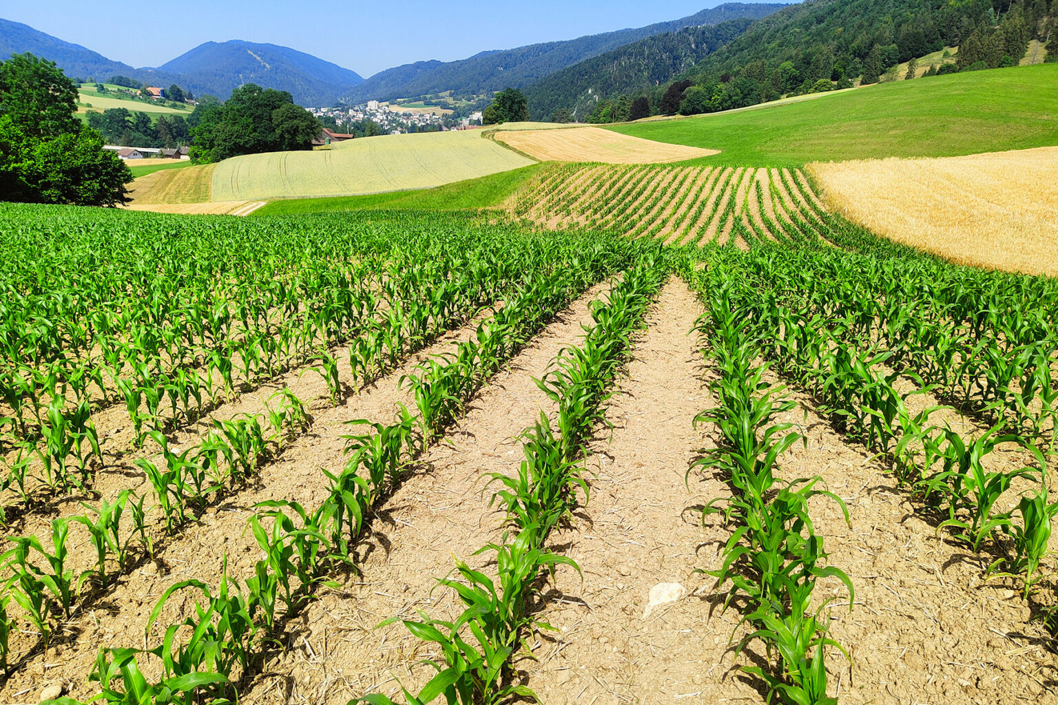 Une Agriculture Diversifiée| Grand Chasseral