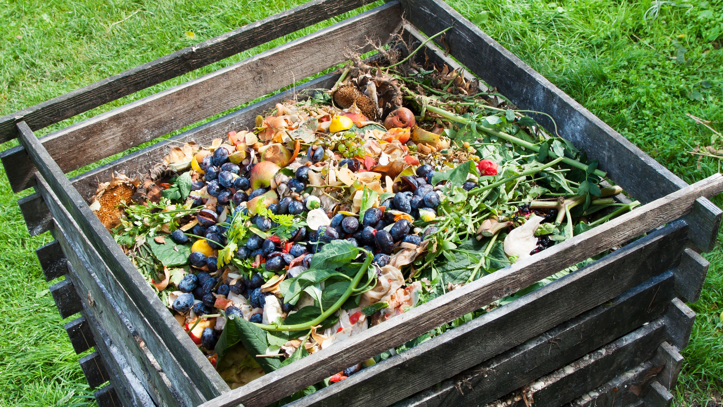 A Guide To Composting: Green Buckeyes
