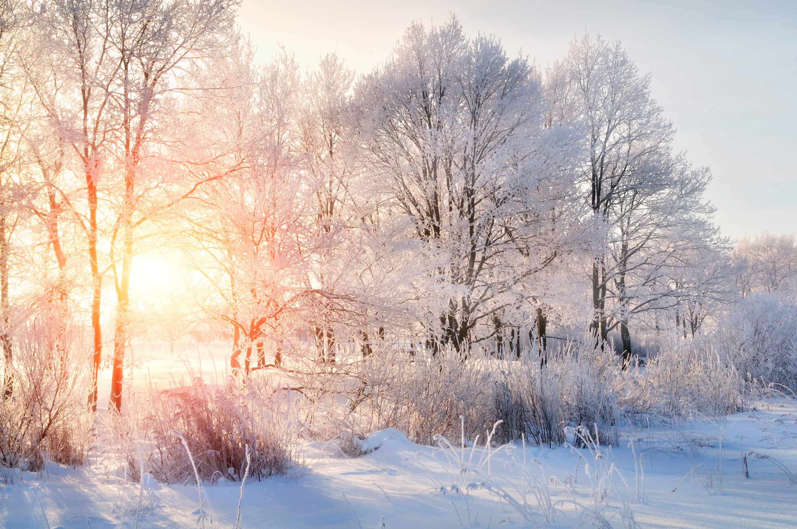 Where Do Pests Go During the Winter?